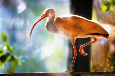 八只紅鹮落戶天津動物園 正式對外展出