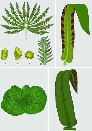 三疊紀末大滅絕事件和真蕨植物群落之間有什么關聯(lián)？