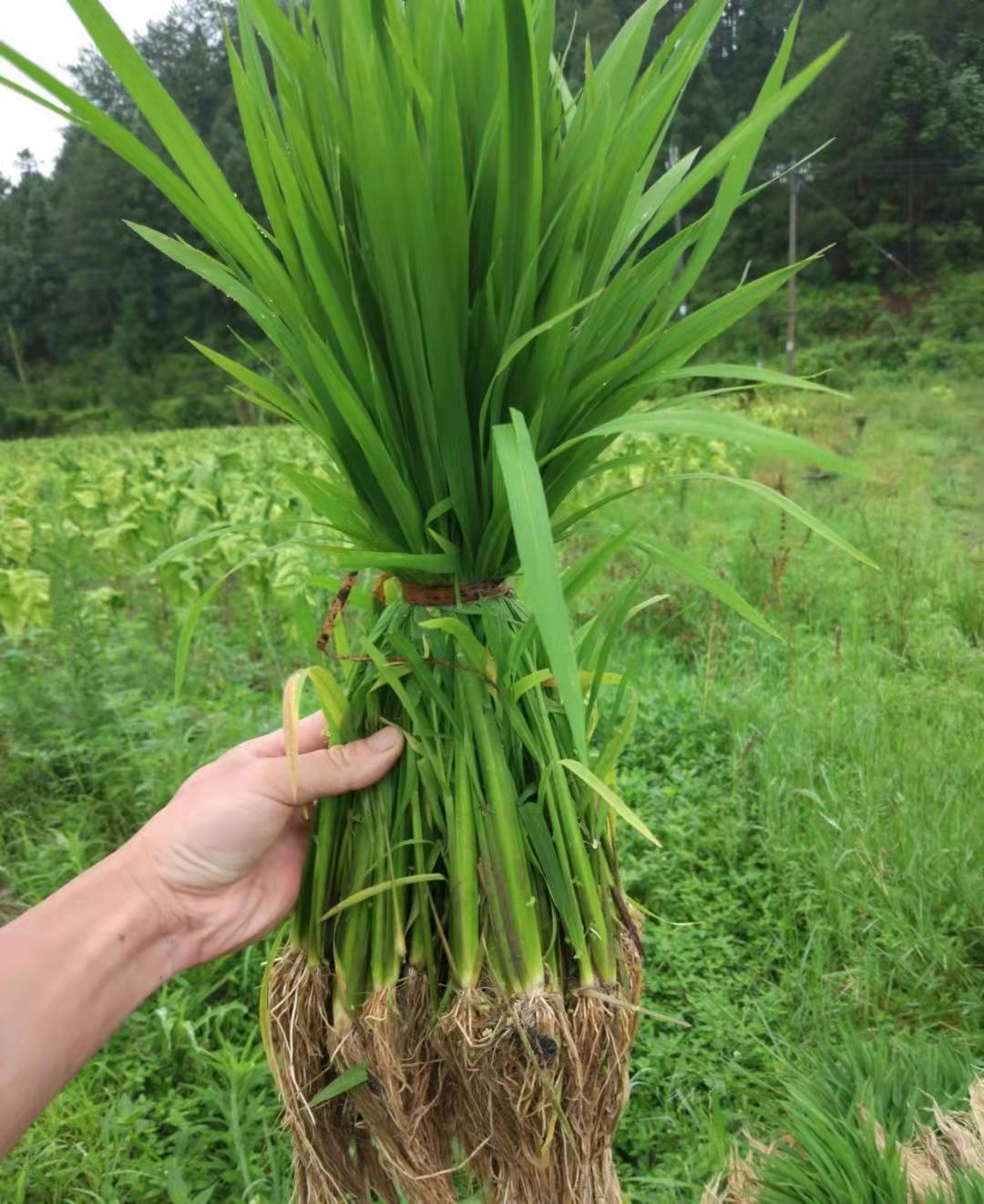 我國糧食產量獲“十八連豐” 保障糧油安全補強“軟肋”是關鍵